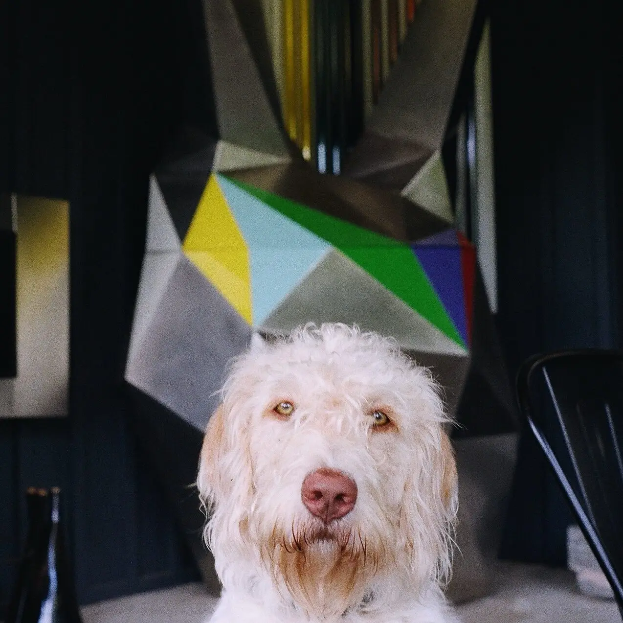 Steve, a cream-coloured curly-haired dog, sitting in front of a large geometric colour-block artwork
